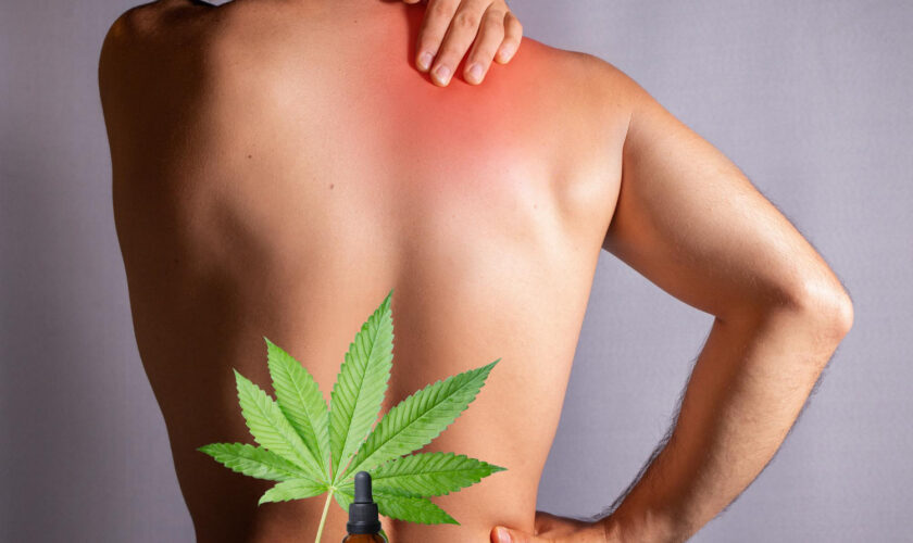 Are Cbd Gummies Good for Back Pain?